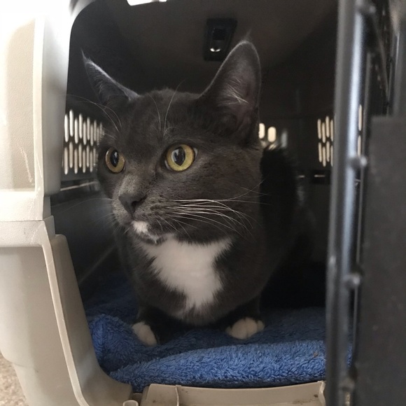 Meet your Posher, Victoria - Picture 4 of 7